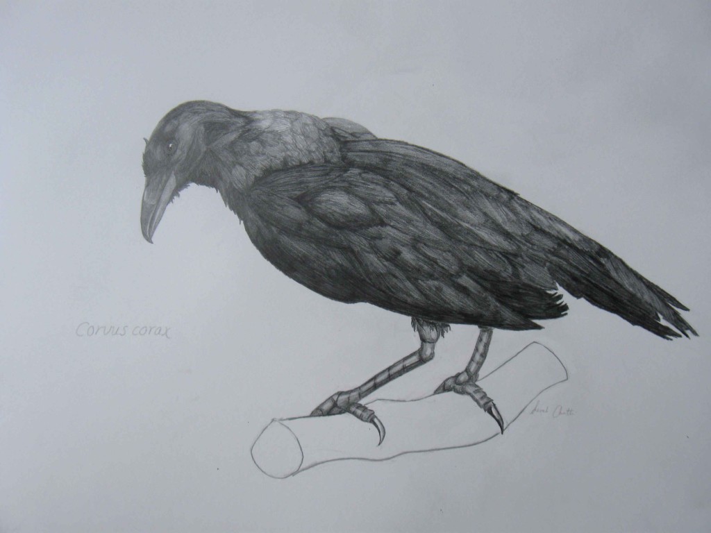 ArtBio130assignment5_studentexample5_ASTON_SPRING2014