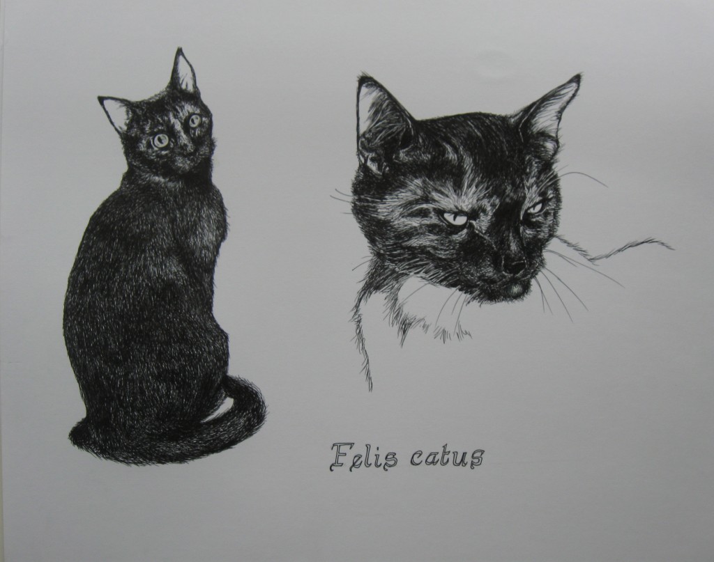 Felis Catus by Gabrielle Moore
