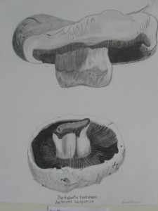 Portobella Mushroom, Agaricus bisporus, by Samantha Momeyer