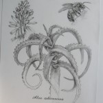 Aloe arborescens by Nella