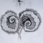 Begonia by Chris Corrado