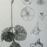 Begonia by Fuad Abdulkader