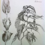 Begonia by Jessan Jeffries