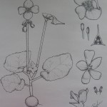 Begonia by Katherine Bodner