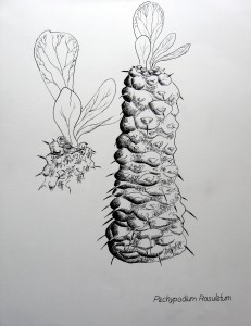 Cacti by Nathaniel Taylor