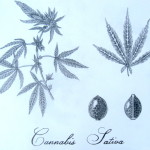 Cannabis Sativa by Tim Durr