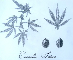 Cannabis sativa by Tim Durr