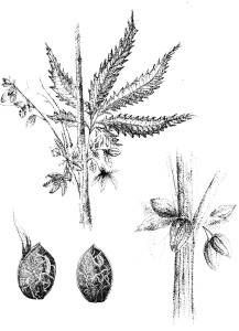 Hemp Seed and Leaf Bud by Mary