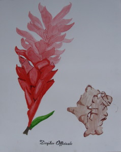 Ginger Flower and Root
