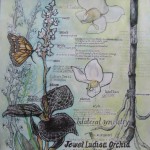 Jewel Orchid by Rachel Lazarro