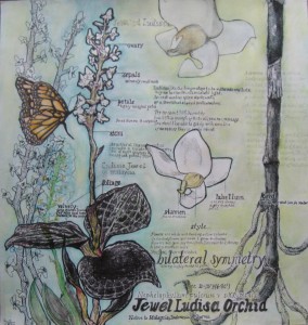 Jewel Orchid By Rachel Lazarro