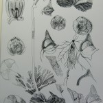 Markmaking Study Begonia by Fuad Abdulkader