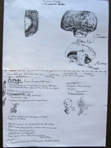Mushroom Notes by Jordan Yoder