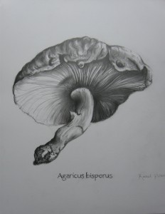 Mushroom by Rachel Pitaro