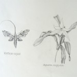 Orchid with moth pollinator Jacob Glessner