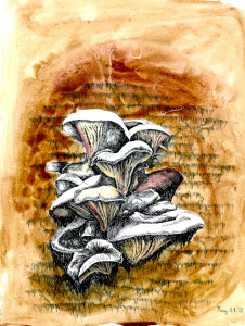 Oyster Mushroom by Mary