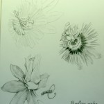 Passiflora Cerulea b y Emma Wills