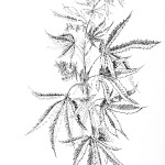 hemp plant