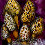 morel