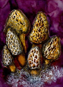 Morel by Mary