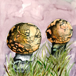 peach colored fly algaric