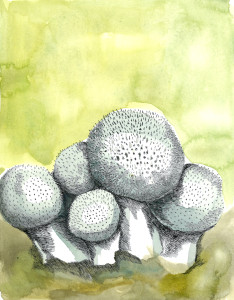 Puffball by Mary