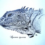 Iguana by Jonathan Balint