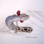 Axolotl by Jessica Barton