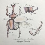 Beetle by Angelina DeFelice