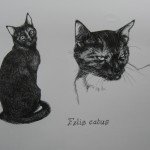 Felis catus by Gabrielle Moore
