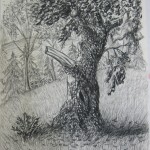 Tree Study by Marcie Collins